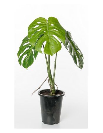Monstera 60cm