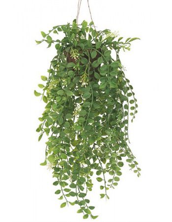 Pilea heingiplanta, 52cm