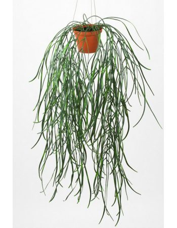 Hoya heingiplanta 70cm