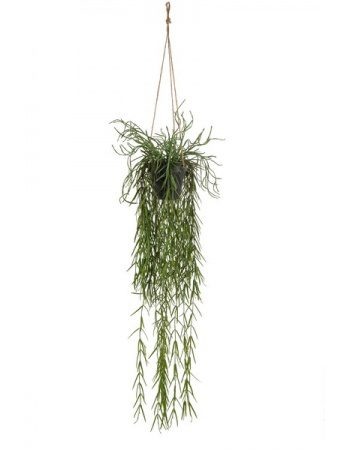 Rhipsalis heingiplanta 95cm