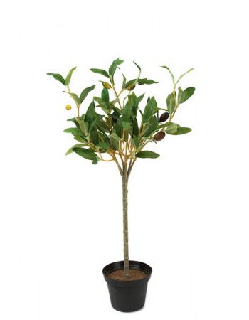 Oliventræ - 40cm