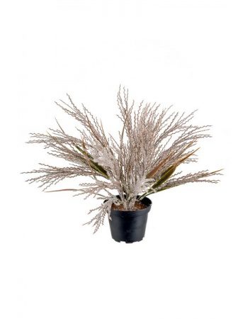 Pampasgræs í potti 25cm Brúnt