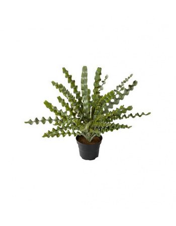 Asplenium 34cm Grøn