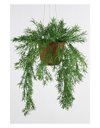 Asparagus heingiplanta 40cm