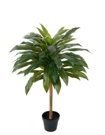 Dracaena 100cm