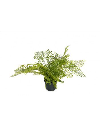 Adiantum 30cm
