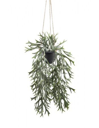 Elsdyrbregne heingiplanta 35cm