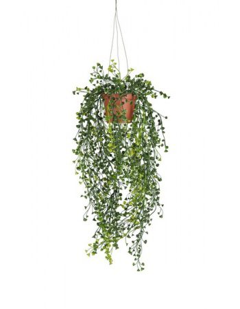 Cucullata heingiplanta 60cm