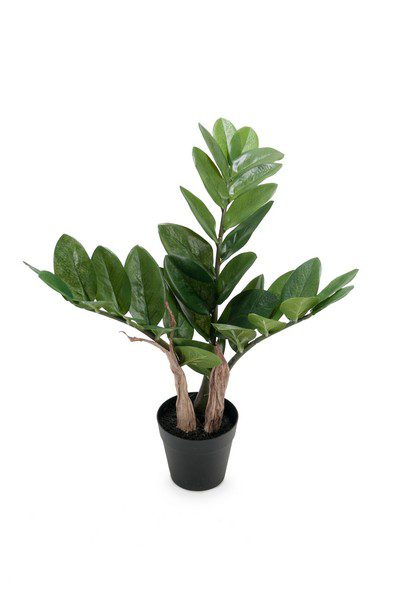 Zamifolia 45cm