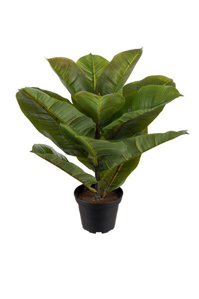 Ficus Robusta 30cm