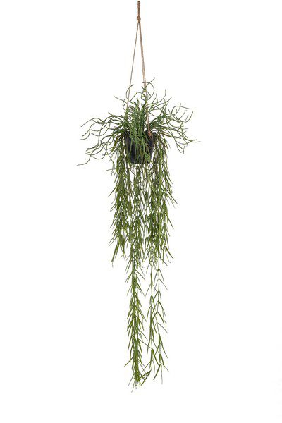 Rhipsalis 80cm
