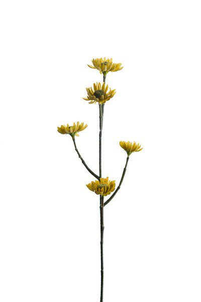 Æviblóma 50cm Lime/gul