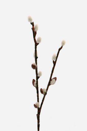 Grein v/várperlum 36cm