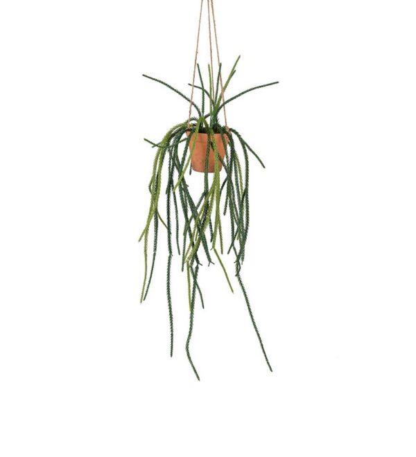 Senesio 60cm