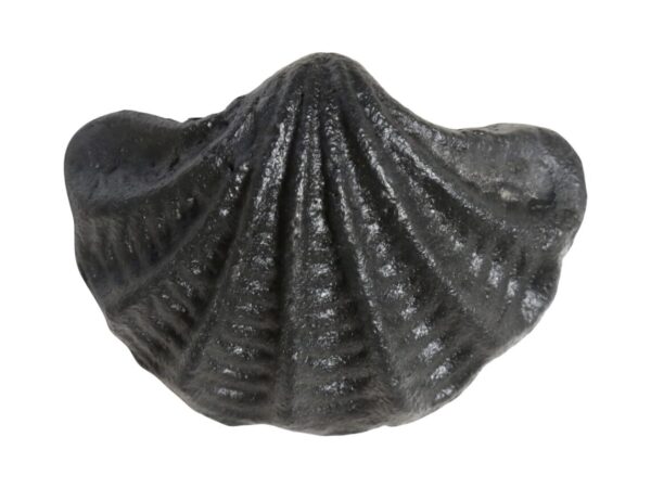 Greb Musling H4,5/L6/B4cm Antikk Svart